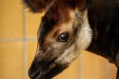 okapi-xandor-zoo-antwerpen-jonas-verhulst-14032022-1