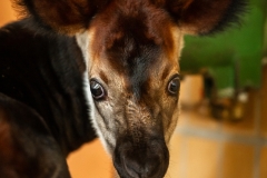 okapi-xandor-zoo-antwerpen-jonas-verhulst-14032022-8