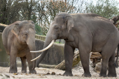 Kennismaking-met-olifantenkoe.-foto-ARTIS-Ronald-van-Weeren