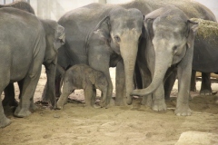 Bebe-elephant-dans-le-groupe-PDZ