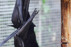 Giant Bats_Pairi Daiza7