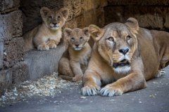 Lionceaux-Pairi-Daiza-Maman-et-bebes-13-mai