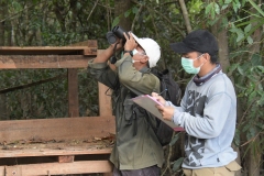 Observation-Orang-Borneo-BOSFOUNDATION