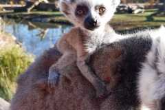 Ring-tailed-lemur-1