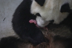 Bébé-Panda-1-28