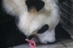 Bébé-Panda-1-37
