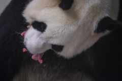 Bébé-Panda-2-1