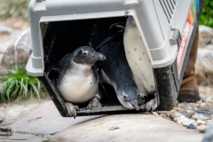 Close-pinguins-kijken-naar-buiten