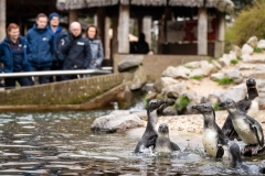 Wide-Dierverzorgers-kijken-naar-jonge-pinguins