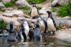 Wide-groepje-jonge-pinguins