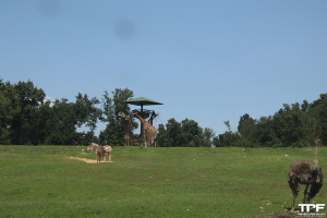 Pombia Safari Park juli 2024