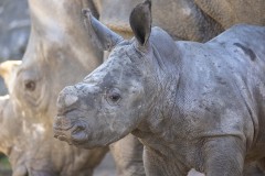 baby-face-rhino-pairi-daiza-benoit-bouchez