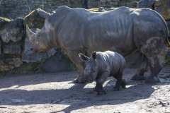 baby-rhino-pairi-daiza-benoit-bouchez