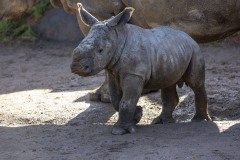 bebe-rhino-pairi-daiza-benoit-bouchez