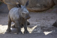 little-rhino-pair-daiza-benoit-bouchez