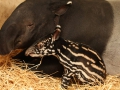 Maleise tapirkalf in ARTIS. Foto ARTIS%2c Ronald van Weeren