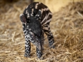 fotolink_tapirbabyq-4_0