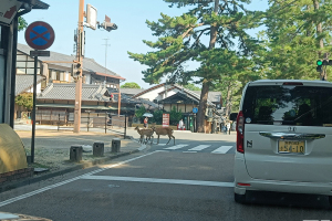 Todai-ji Nara - september 2024