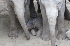 WILDLANDS olifant geboren 1