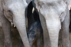 WILDLANDS olifant geboren 2