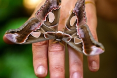 nachtvlinder-vlindertuin-zoo-antwerpen-jonas-verhulst-02092021-1