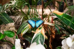 vlindertuin-zoo-antwerpen-jonas-verhulst-19042018-4
