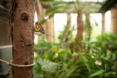 vlindertuin-zoo-antwerpen-jonas-verhulst-22042015-14