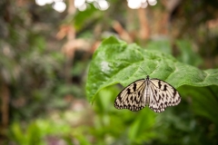 vlindertuin-zoo-antwerpen-jonas-verhulst-22042015-3