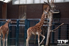 Zoo-Dortmund-44