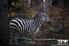 Zoo-Dortmund-60