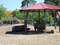Zoo Safaripark Stukenbrock 07-06-2014 (87)-BorderMaker