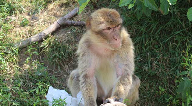 Affen-&-Vogelpark-Eckenhagen - Themeparkfreaks