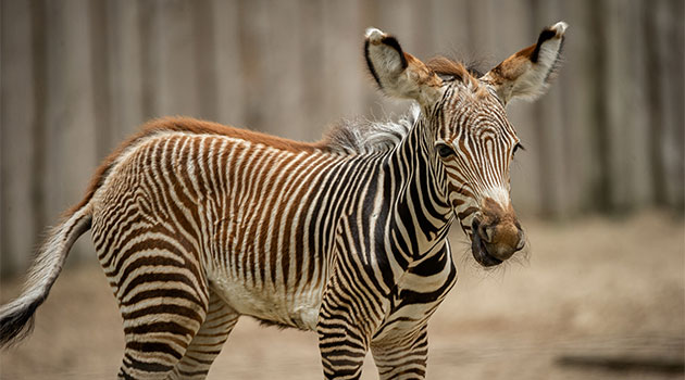 Catastrofaal Associëren Meer dan wat dan ook Zebra geboren in ZOO Planckendael – Themeparkfreaks