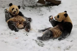 © Pairi Daiza