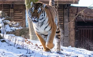 © Pairi Daiza